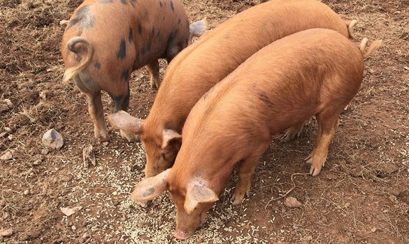 Oxford Sandy Black cross Tamworth pigs feeding outside
